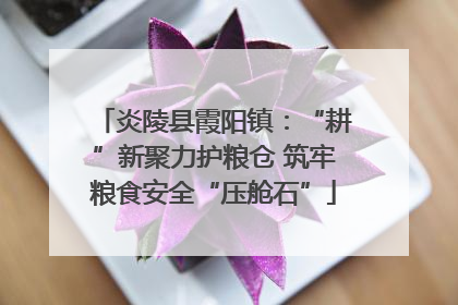 炎陵县霞阳镇：“耕”新聚力护粮仓 筑牢粮食安全“压舱石”