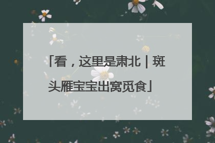 看，这里是肃北｜斑头雁宝宝出窝觅食