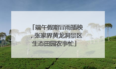 端午假期冒雨插秧，张家界黄龙洞景区生态田园农事忙