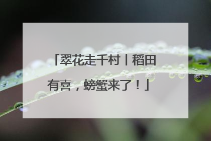 翠花走千村丨稻田有喜，螃蟹来了！