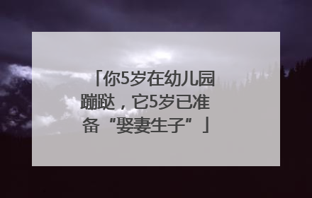 你5岁在幼儿园蹦跶，它5岁已准备“娶妻生子”