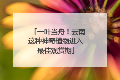 一叶当舟！云南这种神奇植物进入最佳观赏期