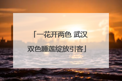 一花开两色 武汉双色睡莲绽放引客