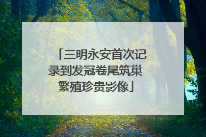 三明永安首次记录到发冠卷尾筑巢繁殖珍贵影像