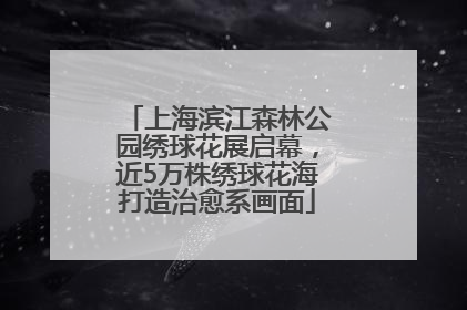 上海滨江森林公园绣球花展启幕，近5万株绣球花海打造治愈系画面