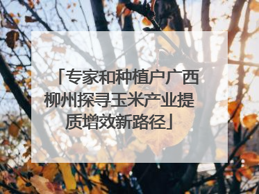 专家和种植户广西柳州探寻玉米产业提质增效新路径