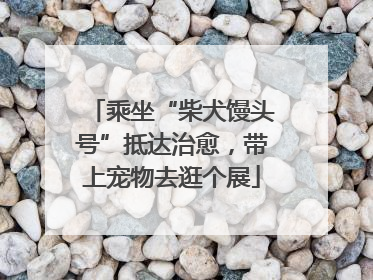乘坐“柴犬馒头号”抵达治愈，带上宠物去逛个展