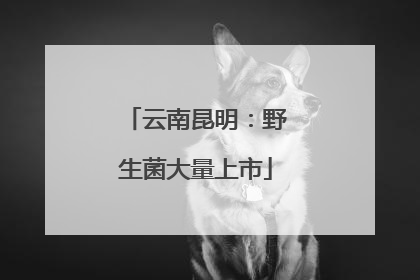 云南昆明：野生菌大量上市