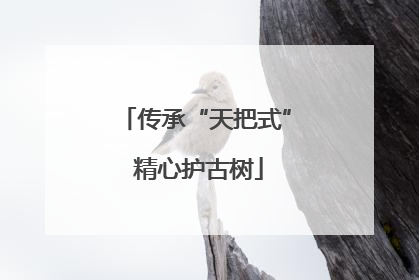传承“天把式” 精心护古树