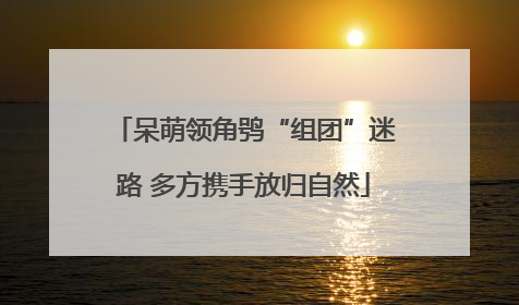 呆萌领角鸮“组团”迷路 多方携手放归自然