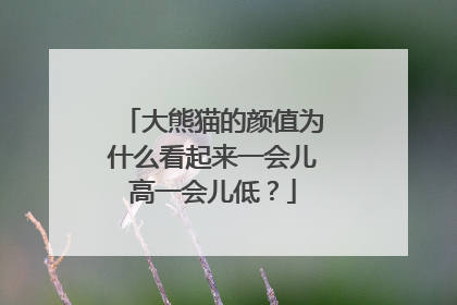 大熊猫的颜值为什么看起来一会儿高一会儿低？