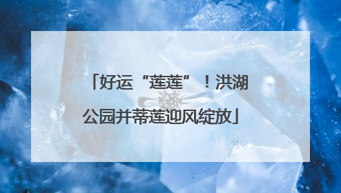 好运“莲莲”！洪湖公园并蒂莲迎风绽放