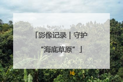 影像记录｜守护“海底草原”