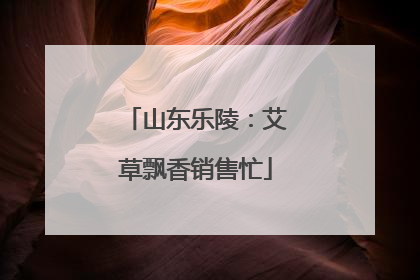 山东乐陵：艾草飘香销售忙