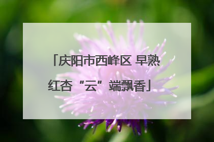 庆阳市西峰区 早熟红杏“云”端飘香