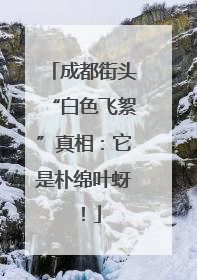 成都街头“白色飞絮”真相：它是朴绵叶蚜！