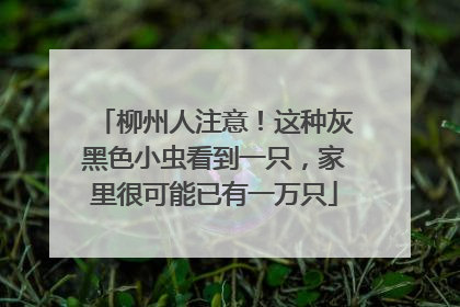柳州人注意！这种灰黑色小虫看到一只，家里很可能已有一万只