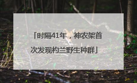 时隔41年，神农架首次发现杓兰野生种群