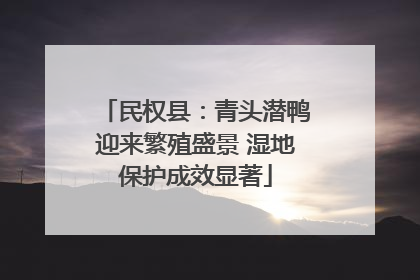 民权县：青头潜鸭迎来繁殖盛景 湿地保护成效显著