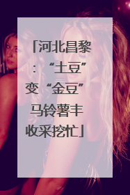河北昌黎：“土豆”变“金豆” 马铃薯丰收采挖忙