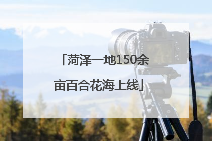 菏泽一地150余亩百合花海上线