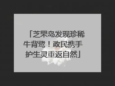 芝罘岛发现珍稀牛背鹭！政民携手护生灵重返自然