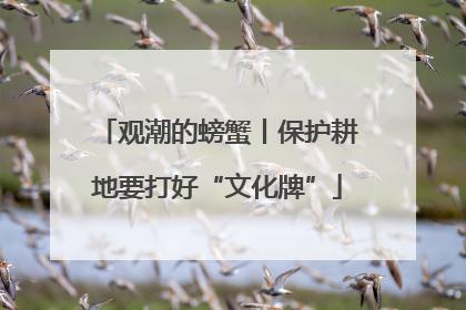观潮的螃蟹丨保护耕地要打好“文化牌”