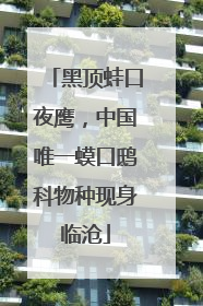 黑顶蛙口夜鹰，中国唯一蟆口鸱科物种现身临沧