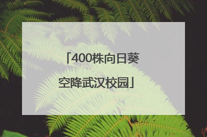 400株向日葵空降武汉校园